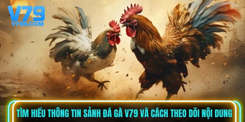 Tìm hiểu thông tin sảnh đá gà V79 và cách theo dõi nội dung Tìm hiểu thông tin sảnh đá gà V79 và cách theo dõi nội dung